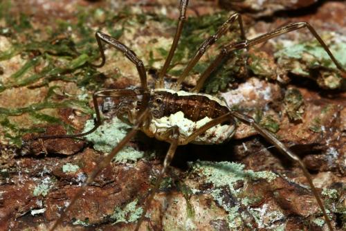 Réf. 187 271 : Mitopus morio